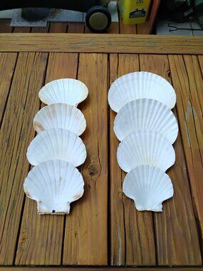 Set of 8 Scallop Sea Shells Coastal Beach Decor. Crafting, trinket dish, serving